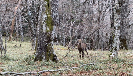 熊に注意！？　日本百名山　大台ヶ原山　登山